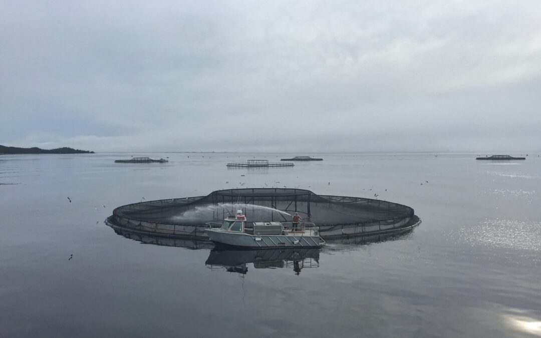 Can fish farming save our oceans?