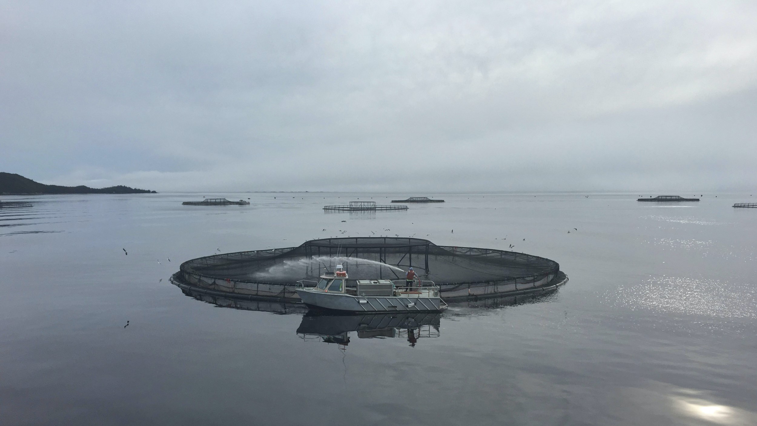 Can fish farming save our oceans? - Road to Renewable