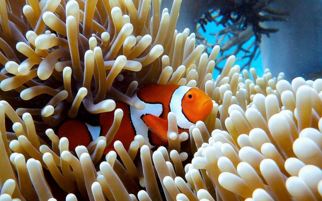 Can the Great Barrier Reef be saved?